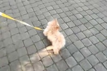 『人が好きすぎる子犬』とお散歩→公園を通り過ぎようとしたら、座っている人たちに…まともに歩けない光景が51万再生「私にも近寄ってほしい」