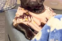 ふと『ソファでくつろぐ犬』を撮影した結果→貫禄がありすぎる『まさかの姿勢』に爆笑「葉巻とか持ってそうで草」「中に人間入ってる？ｗ」