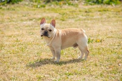 フレブル、枯れた芝生