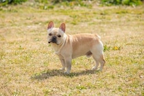 『運動が苦手』な犬種3選　運動能力があまり高くないワンコを遊ばせるときの注意点とは？