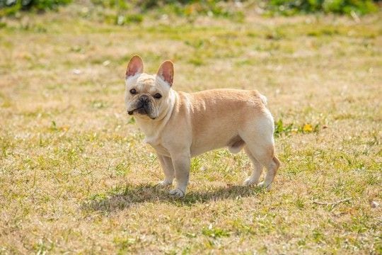 『運動が苦手』な犬種3選　運動能力があまり高くないワンコを遊ばせるときの注意点とは？