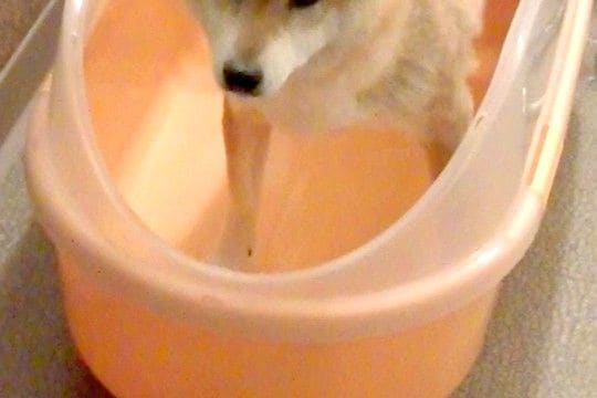 濡れるのが大嫌いな犬をシャンプーした結果→『暴れるかな』と思いきや…『予想外な光景』に反響「表情がなんともいえないｗ」「すごく偉い」