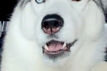 『車でお出かけ』と勘違いしている大型犬→行き先が『病院』と気付いた途端に…まさかの『表情と焦り方』に2万いいね「お喋りしてる」「声がｗ」