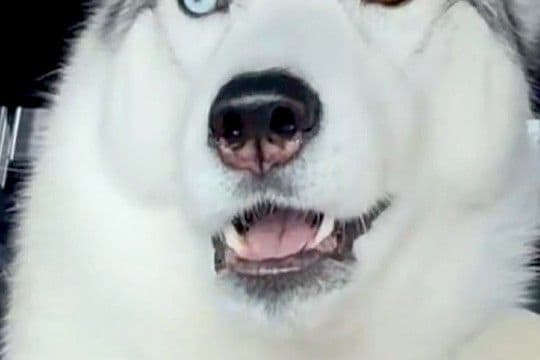 『車でお出かけ』と勘違いしている大型犬→行き先が『病院』と気付いた途端に…まさかの『表情と焦り方』に2万いいね「お喋りしてる」「声がｗ」