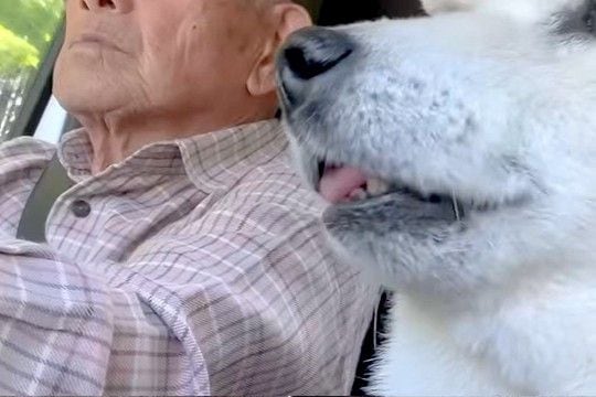 おじいちゃんが運転する『車の助手席』に乗るおばあちゃん犬→熟年夫婦のようで…とんでもなく尊い光景が69万再生「そっくり」「心が通じてる」