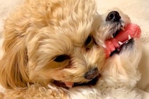 1つのおもちゃを取り合う2匹の犬→お互いに疲れてしまい、いつのまにか…とんでもなく尊い『まさかの展開』が20万再生「可愛すぎ」「ずるい」