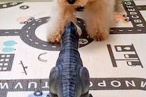 間違えて『子供部屋』に入った犬→恐竜のおもちゃが作動して…ビビりすぎて見せた『リアクション』が26万再生「ドタバタで草」「焦りがｗｗ」