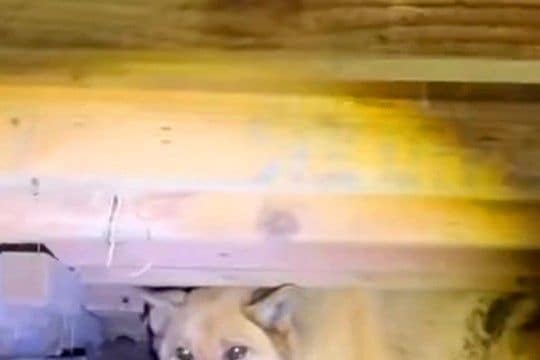 『犬はどうでもいい』と置き去りにされ、床下に住み着いた捨て犬→家族に迎えて1年後…涙あふれる『表情』に反響「とっても良いお顔」「泣いた」
