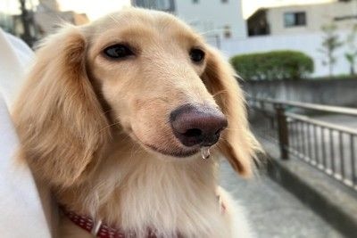 ダックスフントの鼻の光る雫