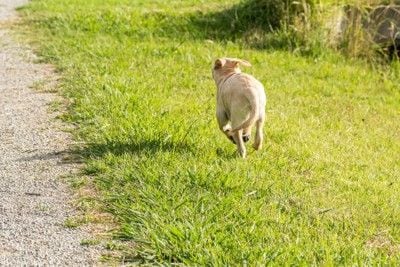 走る犬の後ろ姿
