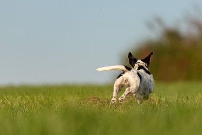 犬の後ろ姿、白黒