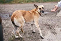 『迷子犬』にしてはいけない絶対NG行為3つ　ひとりでいる犬を発見したときの適切な対応まで