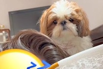 朝、寝ているパパを起こすか悩んでいる犬→『どうしよう』と近づいた結果…とんでもなく尊い『まさかの判断』に反響「天使かな？」「癒される」