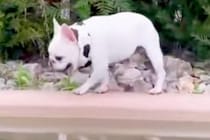他の犬から逃げていたワンコ→池の近くまできた結果…おっちょこちょいすぎる『ハプニング』に爆笑「可哀想だけど激かわｗ」「何回も見てしまう」