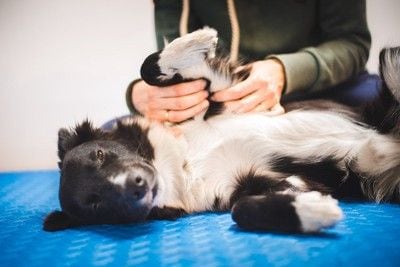マッサージを受けている犬