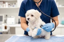 犬の病気を『早期発見』するにはどうしたらいいの？日頃からできる対策までご紹介
