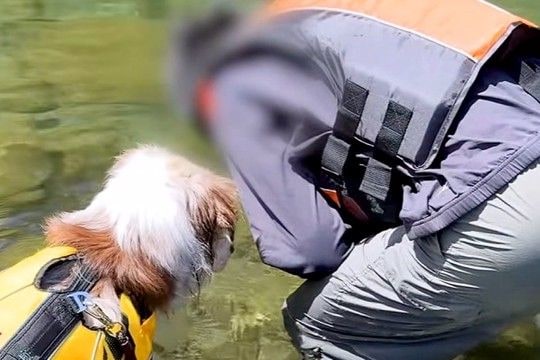 キャンプ場で『川に魚がいるか』を見ていたら、犬も寄ってきて…人間の子どものような『可愛すぎる光景』が10万再生「小学生みたいｗ」「仲良し」