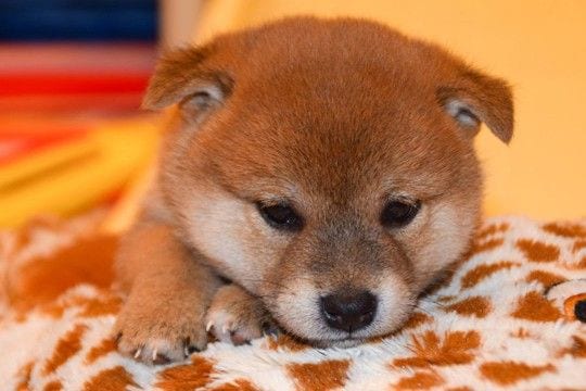 犬につけてはいけない『名前』4選 愛犬を混乱させてしまうかも…知っておくべきダメな理由まで