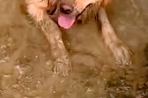 ドロドロに汚れて帰ってきた大型犬→外出中の様子を確認した結果…思わず絶望する『衝撃の光景』が90万再生「大満足の顔ｗ」「最高に幸せそう」