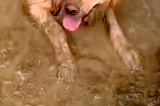 ドロドロに汚れて帰ってきた大型犬→外出中の様子を確認した結果…思わず絶望する『衝撃の光景』が90万再生「大満足の顔ｗ」「最高に幸せそう」