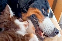 『40キロ越えの超大型犬』と『たった2キロの極小犬』→サイズ差が凄くても…愛おしすぎる『凸凹コンビ』に絶賛「やばい癒された」「憧れる」