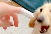 指に貼った『絆創膏』を噛もうとする犬→『ケガをしている』と察して…欲望と優しさの中で葛藤する光景が202万表示「いい子すぎ」「可愛い」