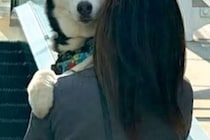 1年ぶりに『苦手な階段』に来たハスキー犬→『久々だし上れるかも』と思ったら…見た目と真逆な『まさかの光景』が34万再生「永遠の赤ちゃん」