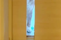 仕事のため、家を出ようとしたら『お留守番する犬』が…今すぐ仕事をやめたくなる『ドア越しの光景』に反響「キツいｗｗ」「引き返しちゃう」