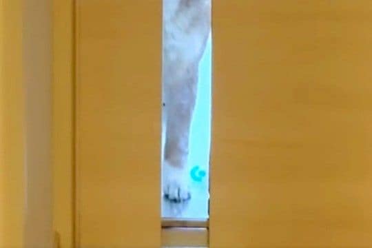仕事のため、家を出ようとしたら『お留守番する犬』が…今すぐ仕事をやめたくなる『ドア越しの光景』に反響「キツいww」「引き返しちゃう」