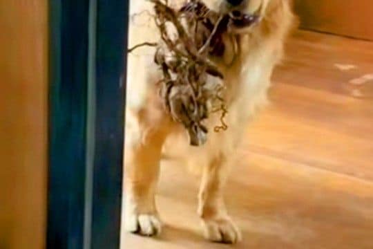 『大きな木』を持ち帰ろうとする大型犬→家の中に入れるのを拒んだ結果…子供のような光景が165万再生「何度もチャレンジするの草」「可愛い」