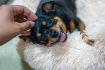 犬に『居心地がいい』と思われる飼い主の特徴5つ　今日からできる愛犬に好かれるコツとは？