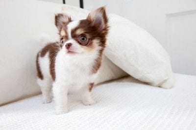 ソファの上の子犬