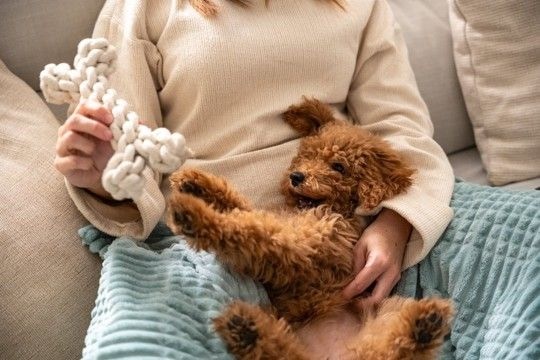 犬からの『信頼度』を測る方法５選　主なチェック項目や飼い主を頼りにしていないワンコがみせる行動まで