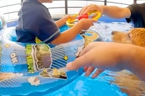 小さい男の子が『プールで浮き輪に乗った』結果→大型犬が『溺れている』と勘違いして…まさかの光景が22万再生「頼れる兄貴」「ウルウルした」