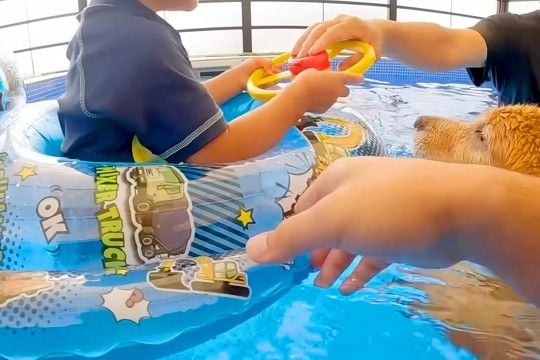 小さい男の子が『プールで浮き輪に乗った』結果→大型犬が『溺れている』と勘違いして…まさかの光景が22万再生「頼れる兄貴」「ウルウルした」