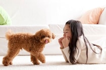 犬が持っている『驚きの能力』7つ　意外と知られていない習性や暮らしの中で役立つスキルとは？
