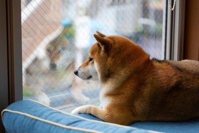 ベッドから外を観察、柴犬