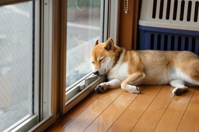 窓辺でお昼寝、柴犬