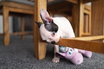 犬の留守番中に起こるかもしれないトラブル3つ　事故やケガのリスクとなる環境とは？
