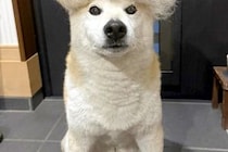 3日間、犬の抜け毛を集めた結果→頭の上に乗せてみると…「アフロｗｗ」「もう一体できそうで草」想像を超える『まさかの光景』に1万いいね