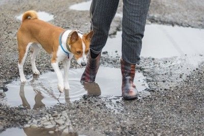 水たまりを歩く犬