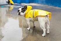 梅雨に気をつけたい『犬の病気』5選　湿気が原因による注意すべき症状まで