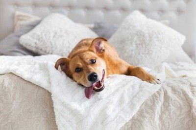 ベッドの上で楽しそうな犬