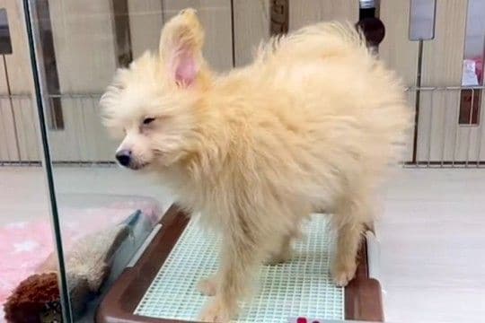 『1万円で売れ残っていた犬』を飼った結果→寂しげな顔をしていて…涙あふれる『表情の違い』が187万再生「運命だ」「愛されるって大事」
