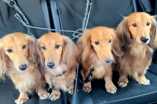 『公園に行ける!』と思い込んでいる4匹の犬→行き先が『病院だ』とわかったら…個性あふれる様子に反響「ご不満ww」「性格が出て面白い」