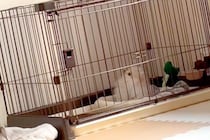 生まれて初めて『ピアノの音』を聞いた子犬→首を思いっきりかしげて…犬生1週目すぎる『愛おしい反応』が55万再生「天使みたいな可愛さ」
