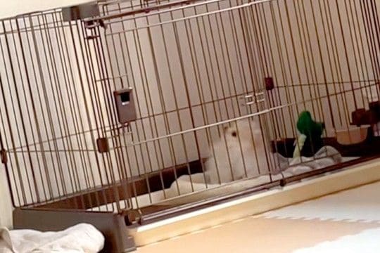 生まれて初めて『ピアノの音』を聞いた子犬→首を思いっきりかしげて…犬生1週目すぎる『愛おしい反応』が55万再生「天使みたいな可愛さ」