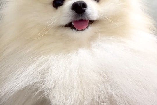 なぜか臭うので『オナラした?』と犬に聞いた結果→突然、笑顔が消えて…まさかの『逆ギレ』に爆笑「たまらんww」「人間の言葉わかってる」