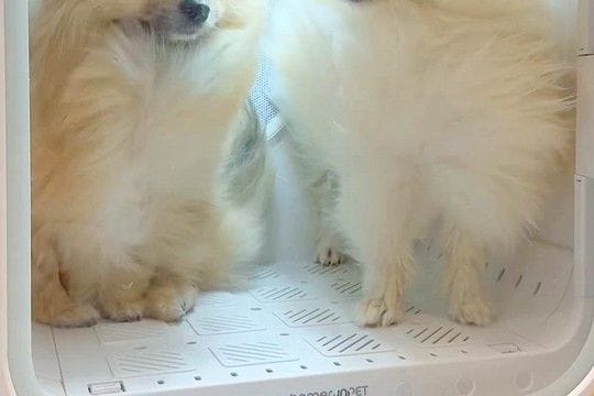 犬2匹を初めて『ドライボックス』の中に入れた結果→想像以上に『気まずい表情』が21万表示「ぎこちない会話してそうw」「高校生カップルか」