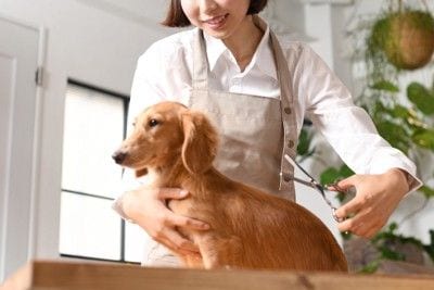 トリミングをされるダックス